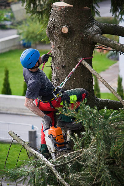 Trusted Watertown, FL Tree Care Services Experts